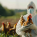 Tanda-Tanda Kembalinya Kasus Flu Burung Ditemukan pada Tiga Dokter Hewan di AS
