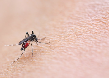 Kasus DBD di Rawasari Tertinggi, Aparatur Kelurahan Lakukan Fogging