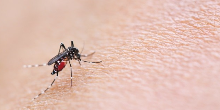 Kasus DBD di Rawasari Tertinggi, Aparatur Kelurahan Lakukan Fogging