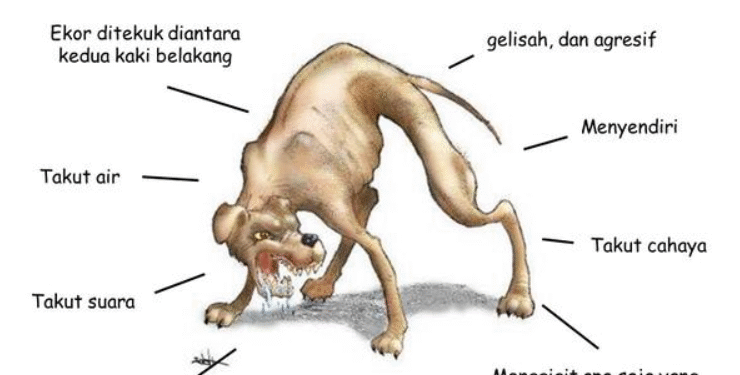 Enam Warga Kota Ambon Meninggal Akibat Gigitan Anjing Rabies, Beberapa Korban Tolak Vaksin