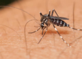 Deteksi Dini Fase Kritis Dengue Jadi Kunci Menekan Angka Kematian di Indonesia