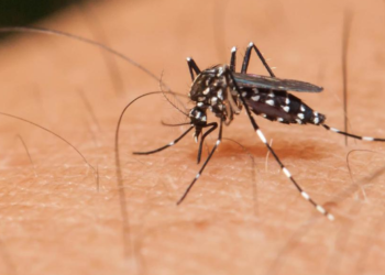 Deteksi Dini Fase Kritis Dengue Jadi Kunci Menekan Angka Kematian di Indonesia