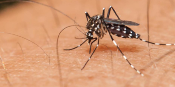 Deteksi Dini Fase Kritis Dengue Jadi Kunci Menekan Angka Kematian di Indonesia
