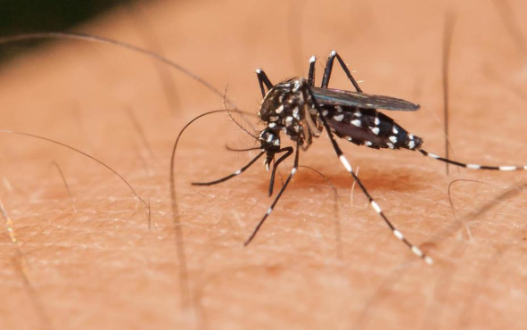 Deteksi Dini Fase Kritis Dengue Jadi Kunci Menekan Angka Kematian di Indonesia