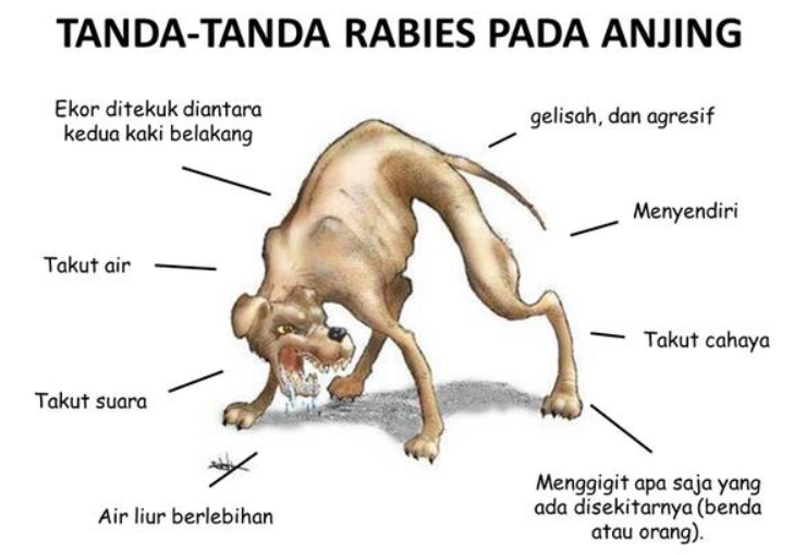 Enam Warga Kota Ambon Meninggal Akibat Gigitan Anjing Rabies, Beberapa Korban Tolak Vaksin